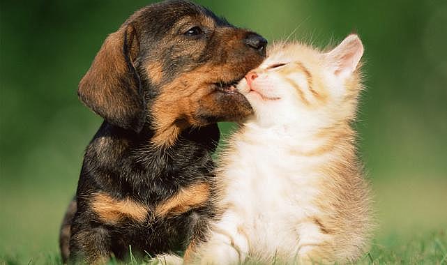 Kedi-köpek araştırması: Hangisinin daha çok sevildiği ortaya çıktı