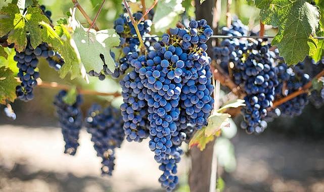 Üzüm bağlarında kullanılan tarım ilaçları lösemi sebebi