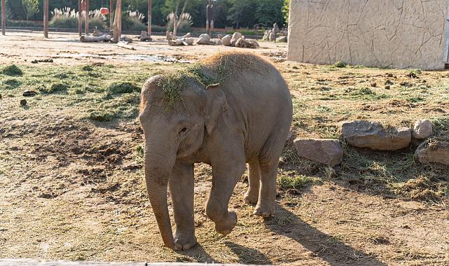 Doğal Yaşam Parkı’nın fili Deniz Gaziantep’e gidiyor 21 Kasım 2023 Salı
