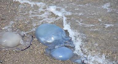 Foça'da denizanası istilası: Önlem alırsak belki 2024 yılını kurtarabiliriz