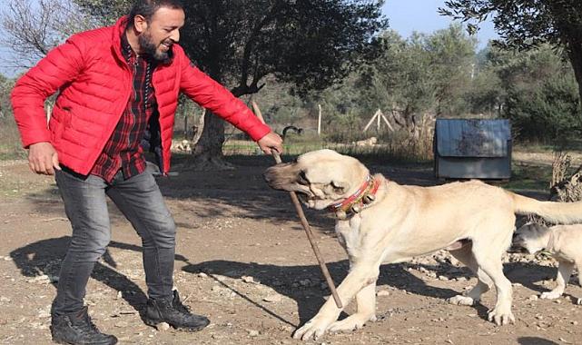 Köpek saldırılarına karşı uzman uyardı