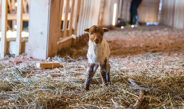 İzmir&#039;e özgü bir ırk: Sayıları Olivelo&#039;da artacak