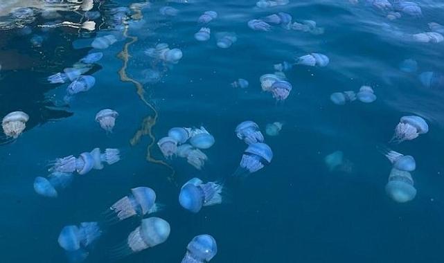 İzmir Körfezi&#039;ni istila etmişti... Kanser tedavisinde umut olacak