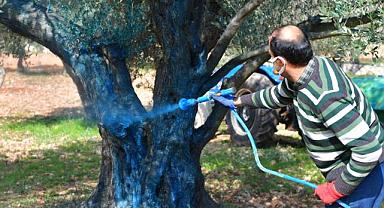 Büyükşehir’den zeytin üreticisine bordo bulamacı desteği