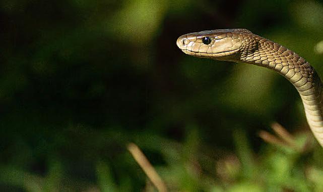 &#039;Efsane Yılanlar Özel&#039; 2 Mart Cumartesi 20.00&#039;de National Geographic WILD Ekranlarında Başlıyor
