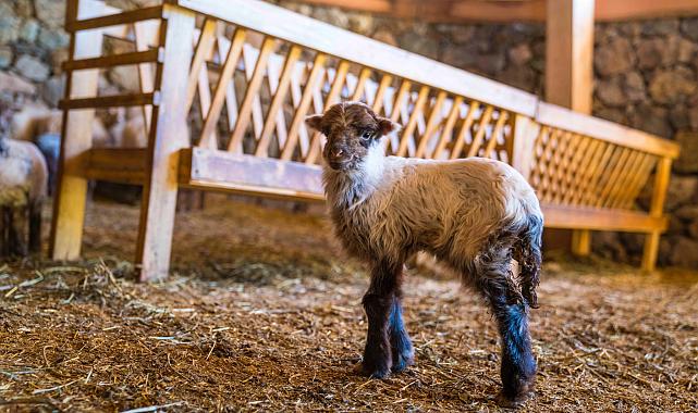 Kaçeli koyunlarının ilk yavruları Olivelo'da gözlerini açtı