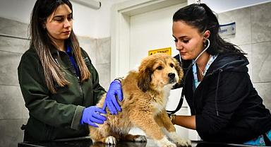 Seyrek Sahipsiz Hayvan Hastanesi can dostlara yaşam veriyor