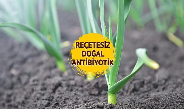 1 tanesi 25 ilaca bedel: Yüksek tansiyonu düşürür, diyabeti önler! Kansere karşı en güçlü kalkan! İşte saymakla bitmeyen faydaları
