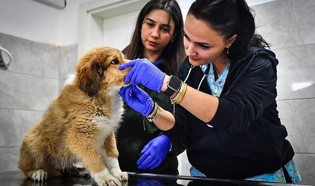 İzmir Büyükşehir Belediyesi HAYTAP&#039;tan &quot;tam not&quot; alan tek Büyükşehir Belediyesi oldu