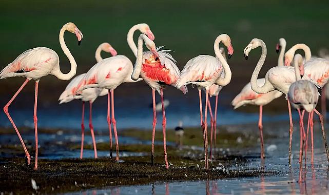İzmir Büyükşehir turlar düzenliyor: 205 kuş türü burada yaşıyor