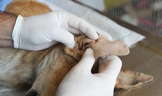 Karşıyaka Belediyesi’nden can dost sahiplerine uyarı: Ölüme yol açabilir