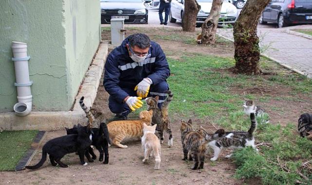 Karşıyaka&#039;da can dostlar sahipsiz kalmadı!