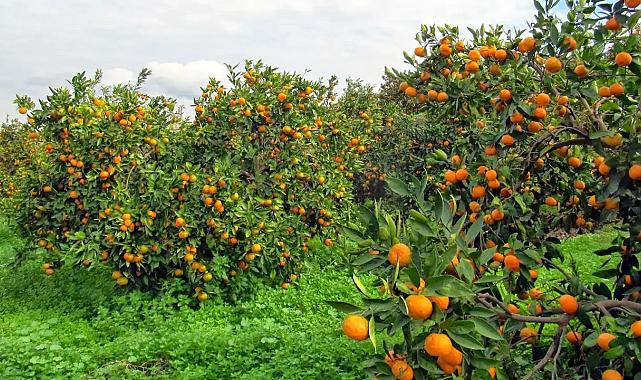Seferihisar Belediyesi'nden çiftçiye destek: 1000 TL yatırılacak
