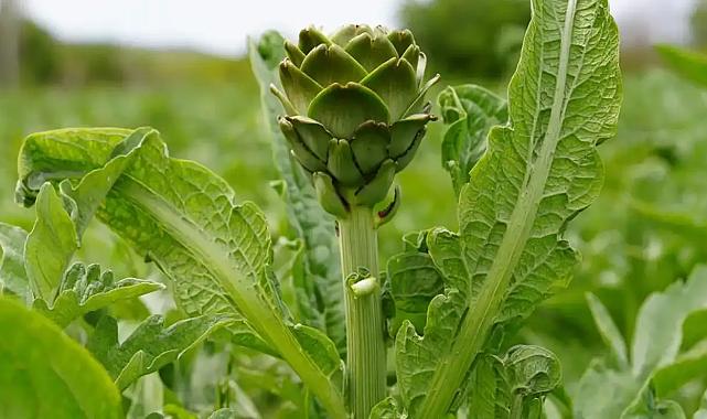 3-4-5 Mayıs&#039;ta düzenlenecek: Urla Enginar Festivali etkinlik programı açıklandı