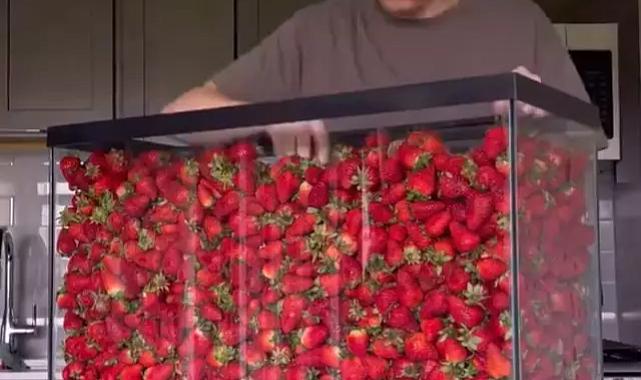 ir akvaryuma kilolarca çilek doldurdu! 12 saat boyunca ara vermeden yedi... Sosyal medyadan tepkiler gecikmedi