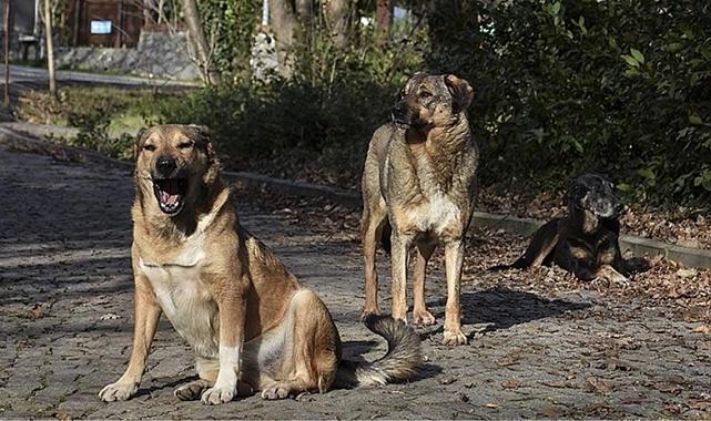 17 maddelik teklif TBMM Başkanlığı&#039;na sunuldu! Sahipsiz saldırgan köpekler uyutulacak