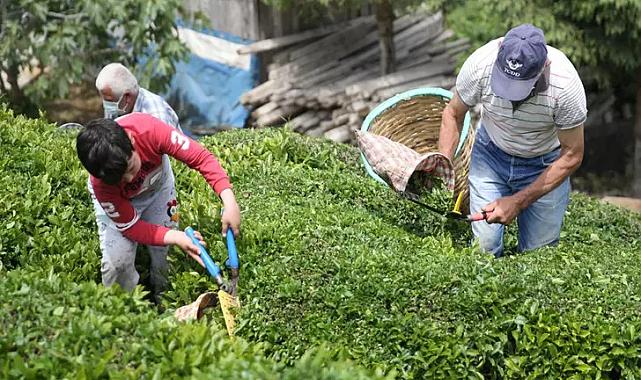 50,30,25 derken şimdi de 20&#039;ye düştü! ÇAYKUR&#039;dan yeni kontenjan kararı!