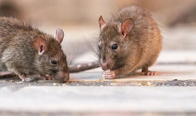 ABD'de bu yıl dört kişi, fareler tarafından yayılan ve tedavisi olmayan hantavirüs enfeksiyonu nedeniyle hayatını kaybetti