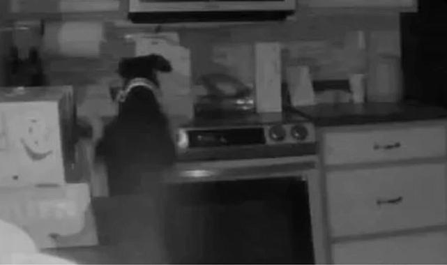 Amerika'da aile uyuduğu sırada ocağı yakan köpek, yangına sebep oldu