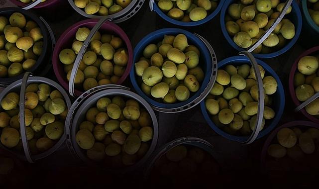 Aşırı sıcaklıklar incir hasadını 15 gün erkene çekti