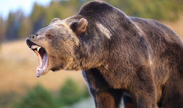 Ayının 122 metrelik uçurumdan attığı genç kız, hayatını kaybetti