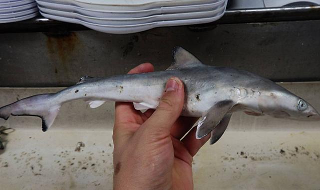 Brezilya Sahillerindeki Köpek Balıklarında Kokain Tespiti