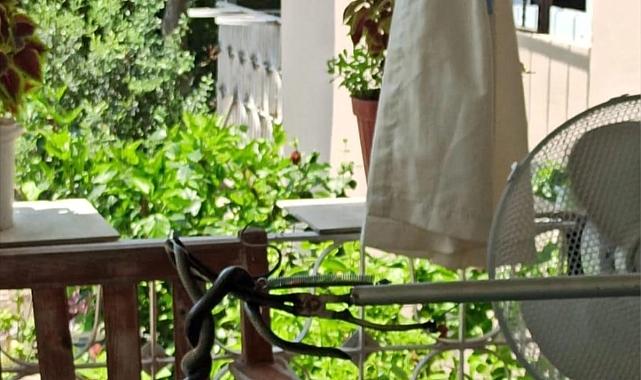 Dörtyol&#039;da balkona yılan girdi