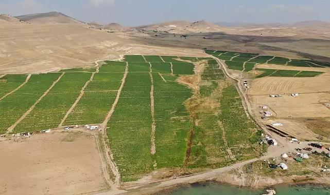 "Gelin 8 TL'ye alın" dediklerinde hemen akın ettiler! Yurt dışından bile talep var, "Pahalı alacaklarına..."