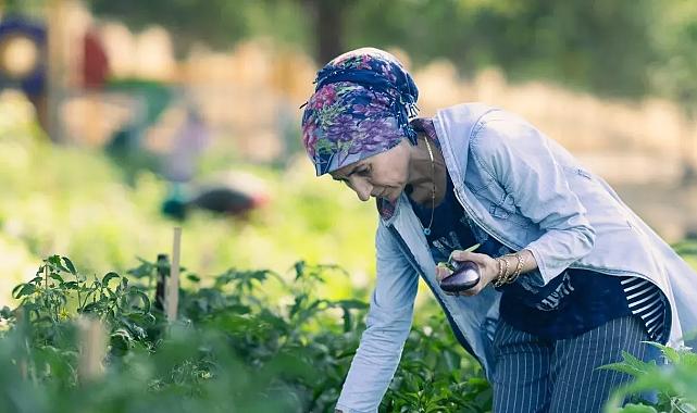 İzmir'de hasat zamanı: Kadınlar hem çalışıyor, hem sosyalleşiyor