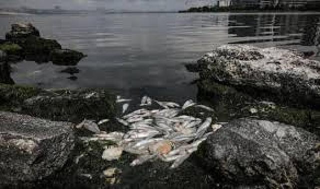 İzmir'in Gölcük Gölü'nde balık ölümleri dikkat çekti