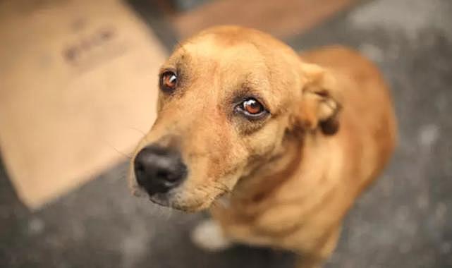 Kadın köpeğinin kocasının sevgilisinin iç çamaşırını yutmasının ardından aldatıldığını anladı