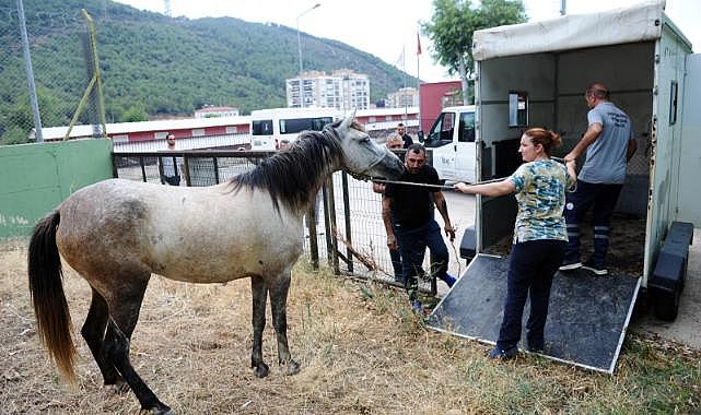 Karşıyaka’da başıboş at operasyonu