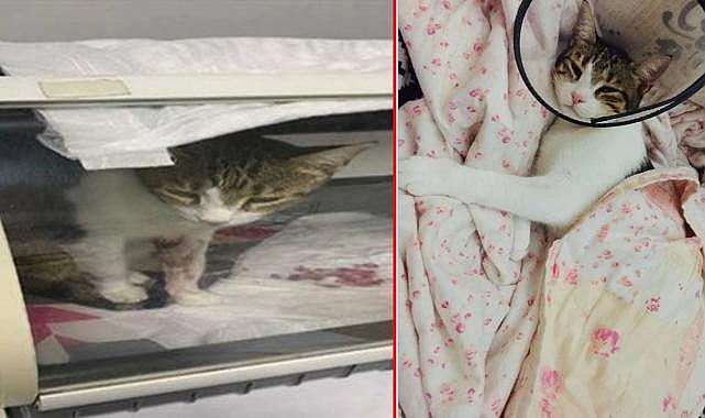 Kediyi tekmeleyip 4. kattan atan doçentin 3 yıla kadar hapsi istendi