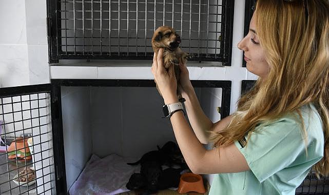 Kuşadası Belediyesi’nin Orman Yangınından Kurtardığı Can Dostlar Her Geçen Gün İyileşiyor