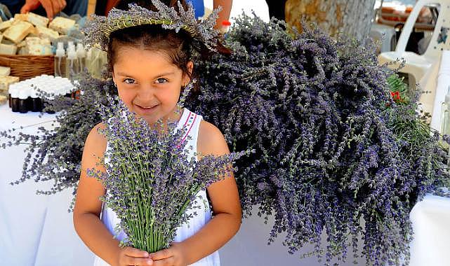 Seferihisar'da lavanta hasadı zamanı