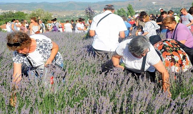 Seferihisar&#039;da lavanta hasadı zamanı