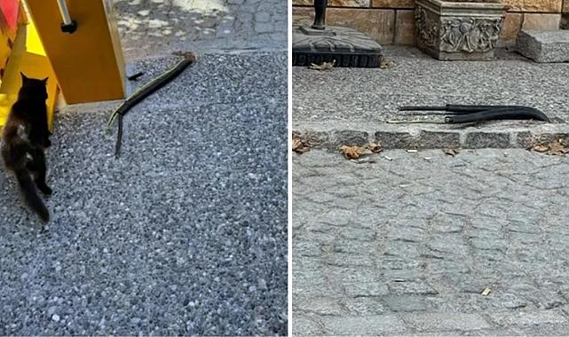 Skandal görüntüler! Foça'da elektrik kablolarını açıkta bıraktılar