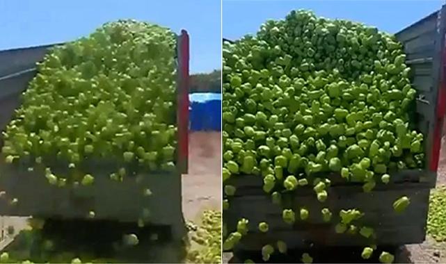 Bursa&#039;da Üretici Biberlerini Çöpe Döktü: Tarlada 3 lira olan dolma biber ziyan oldu