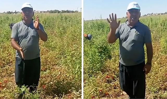 Domates eken çiftçinin isyanı! Tarlanın ortasında yaptığı hesapla Tarım Bakanı&#039;na sitem etti