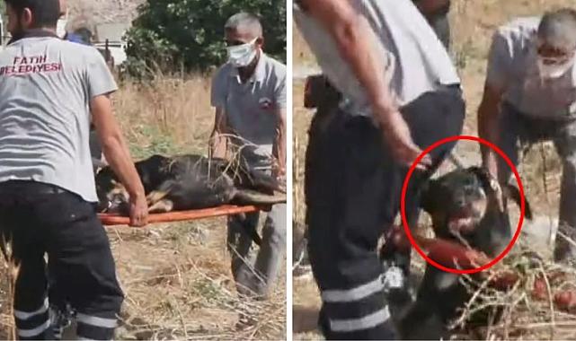 İstanbul&#039;da bir şahsı parçalayarak öldüren köpekler böyle toplandı