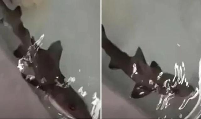 İtalya&#039;da erkek olmadan üreyen köpek balıkları, bilim insanlarını şaşırttı