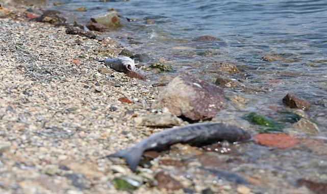 İzmir Büyükşehir Belediyesi, Körfez’deki koku, renk değişimi ve balık ölümlerinin nedenini açıkladı!