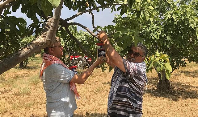 İzmir Büyükşehir Belediyesi Ödemiş’te 4 bin 500 ekşilik böceği tuzağı dağıttı