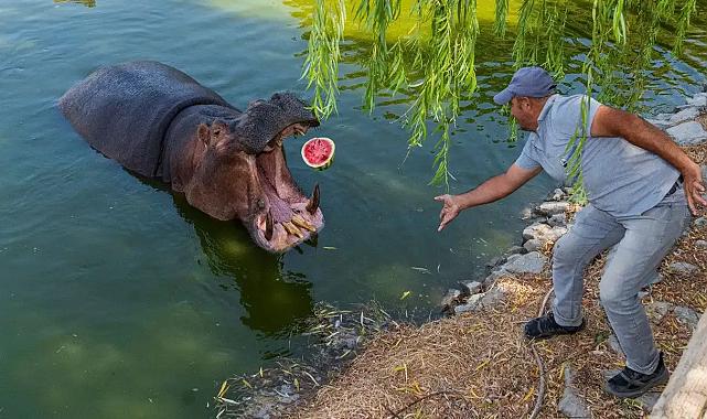İzmir&#039;de bir çiftçi tarlada kalan karpuzunu hayvanlara bağışladı