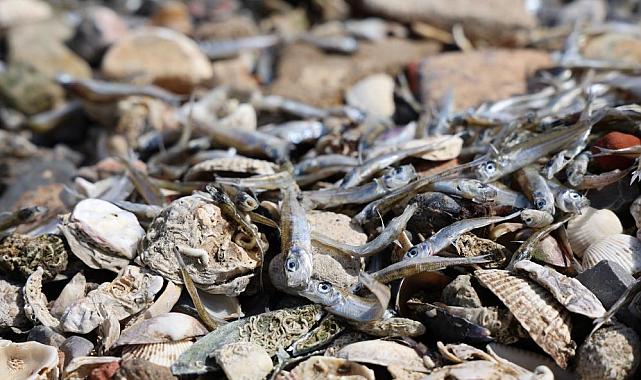 İzmir Körfezi'nde balık ölümleri: Kıyıya vuran binlerce balık görüntülendi