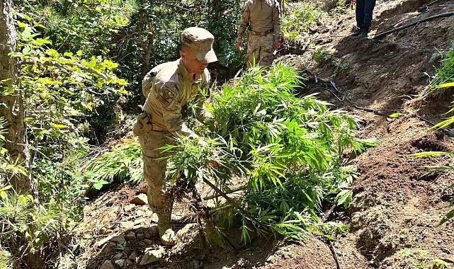 Manisa'da kenevir ve esrar operasyonu düzenlendi