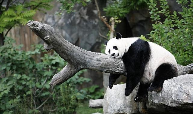 İnsanlık İçin Büyük Risk: 3 bini aşkın canlı türü yok olabilir