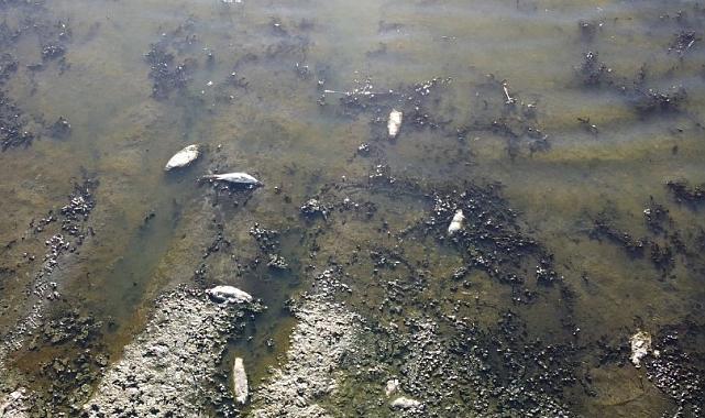 İzmir&#039;de balık ölümleri devam ediyor: Gölcük Gölü&#039;nde üzücü görüntüler.