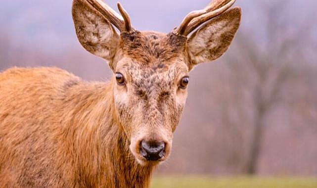Uludağ Üniversitesi&#039;nden doğaya 2 kızıl geyik salındı