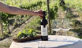 İzmir&#039;in şarapları dünyaya açılıyor